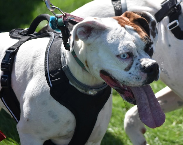 Hermosos ojos azules pálidos en un perro boxer