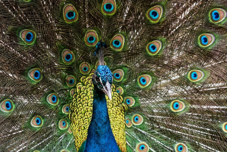 Foto gratuito hermosos pájaros machos con las plumas abiertas