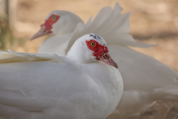 Foto gratuita hermosos patos blancos sentados