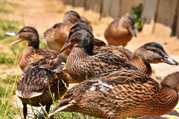 Hermosos patos salvajes en el estanque. Vida silvestre en un día soleado de verano. Pájaro de agua joven.