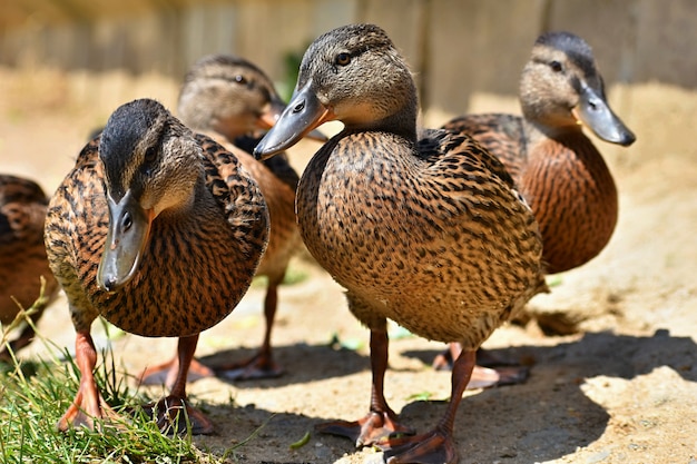 Hermosos patos salvajes en el estanque. Vida silvestre en un día soleado de verano. Pájaro de agua joven.