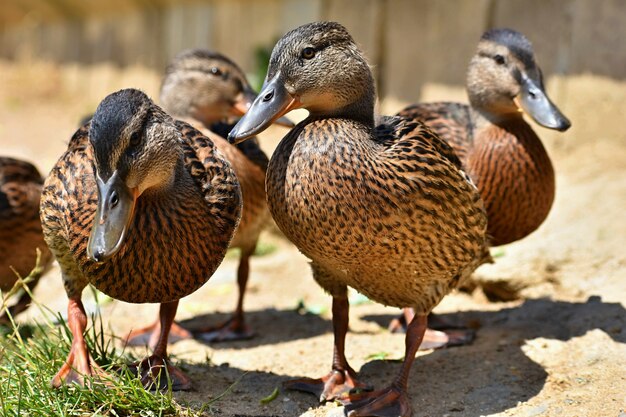 Hermosos patos salvajes en el estanque. Vida silvestre en un día soleado de verano. Pájaro de agua joven.