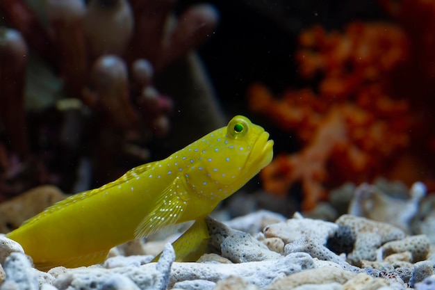 Foto gratuita hermosos peces en los fondos marinos y arrecifes de coral belleza submarina de peces y arrecifes de coral