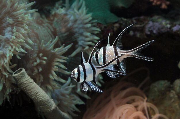 Hermosos peces en los fondos marinos y arrecifes de coral belleza submarina de peces y arrecifes de coral