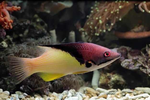 Hermosos peces en los fondos marinos y arrecifes de coral belleza submarina de peces y arrecifes de coral