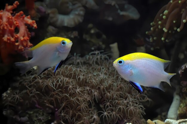 Hermosos peces en los fondos marinos y arrecifes de coral belleza submarina de peces y arrecifes de coral