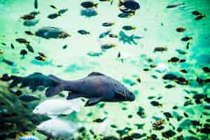 Foto gratuita hermosos peces nadando en el agua de mar