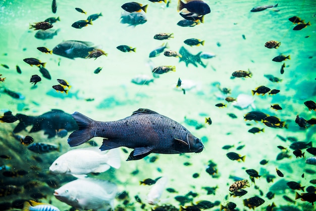 Hermosos peces nadando en el agua de mar