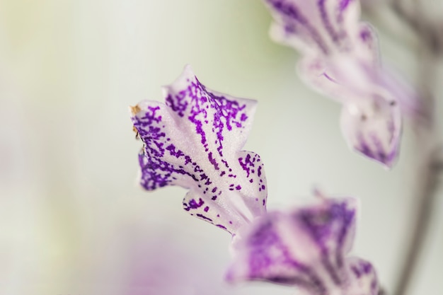 Hermosos pétalos de flores blancas y violetas.