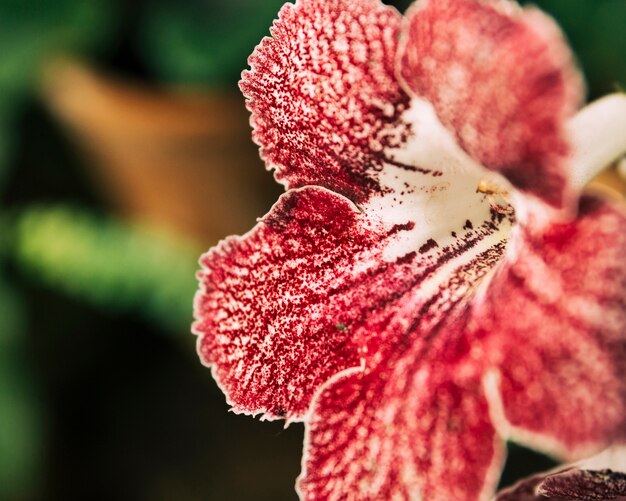 Hermosos pétalos de flores brillantes