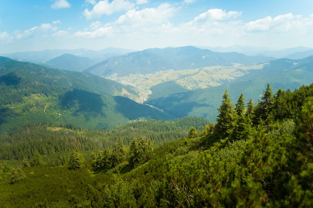 Hermosos pinos en las montañas