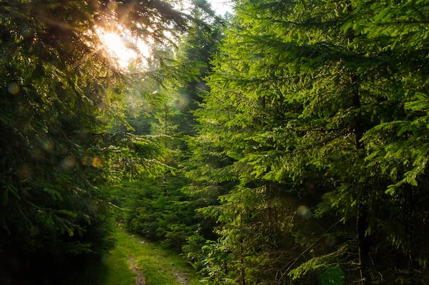 Hermosos pinos en las montañas