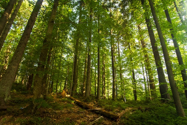 Foto gratuita hermosos pinos en las montañas
