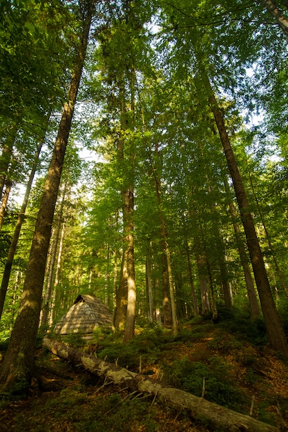 Hermosos pinos verdes en las montañas de los Cárpatos en Ucrania