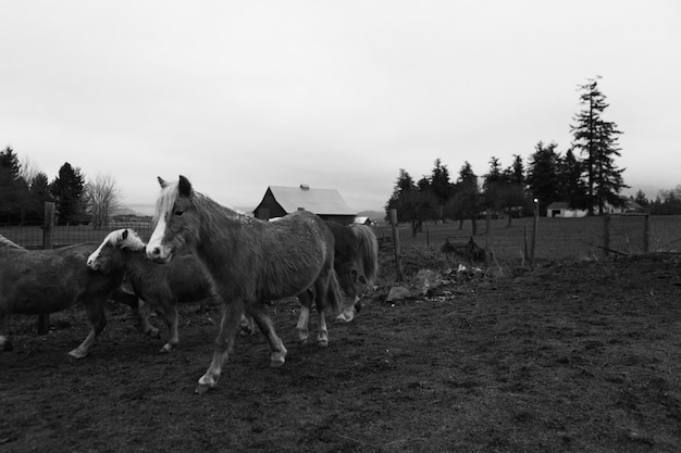 Hermosos ponis domésticos en una granja