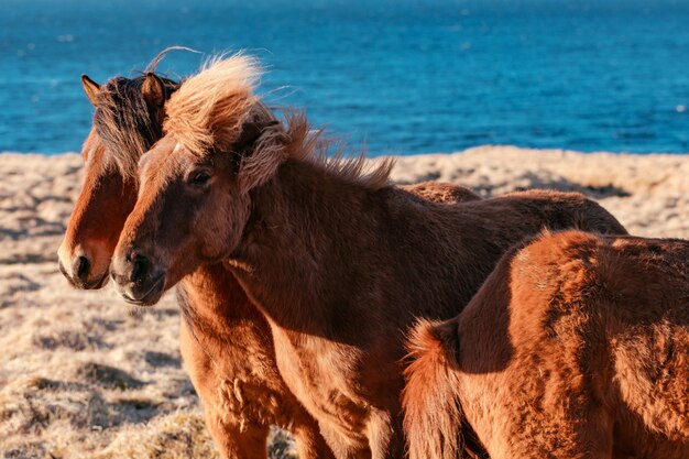 Hermosos ponis salvajes en el campo