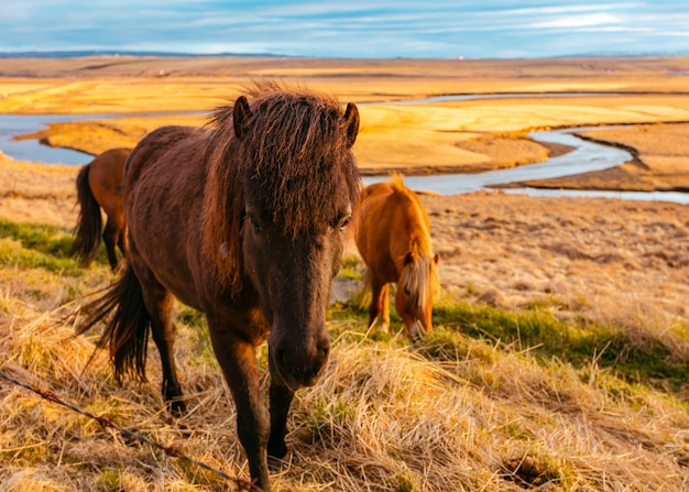 Hermosos ponis salvajes en el campo