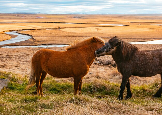 Hermosos ponis salvajes en el campo