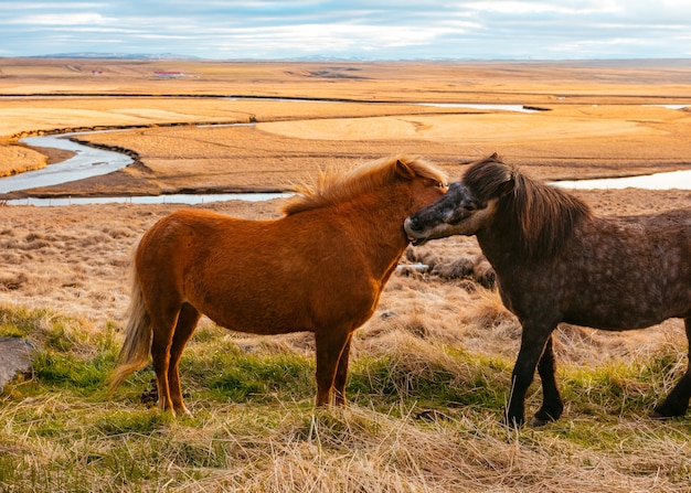 Hermosos ponis salvajes en el campo