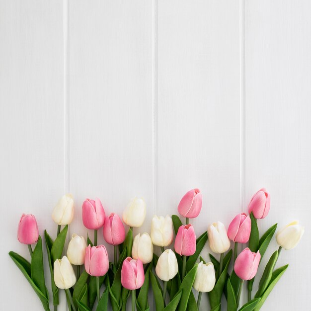 Hermosos tulipanes blancos y rosados sobre fondo blanco de madera.