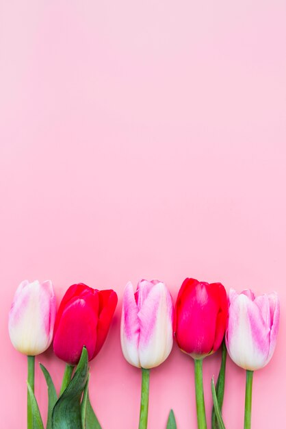 Hermosos tulipanes brillantes colocados en fila