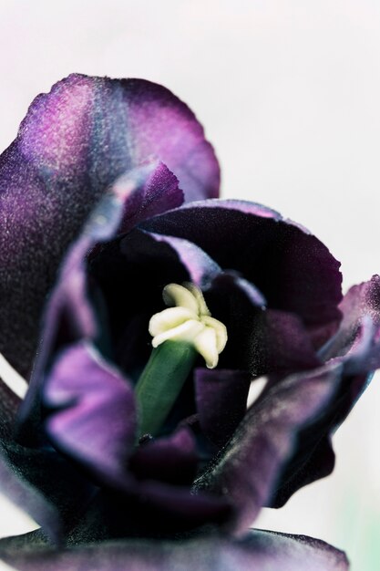 Hermosos tulipanes loro púrpura aislados en blanco