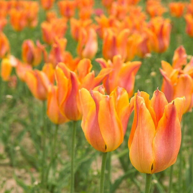 Hermosos tulipanes naranjas.