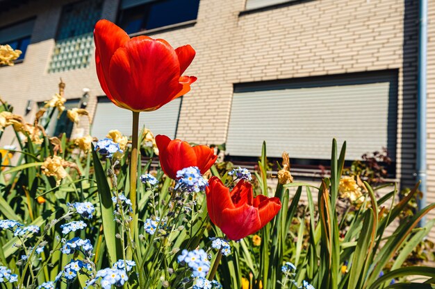 Foto gratuita hermosos tulipanes rojos que crecen en el jardín durante el día