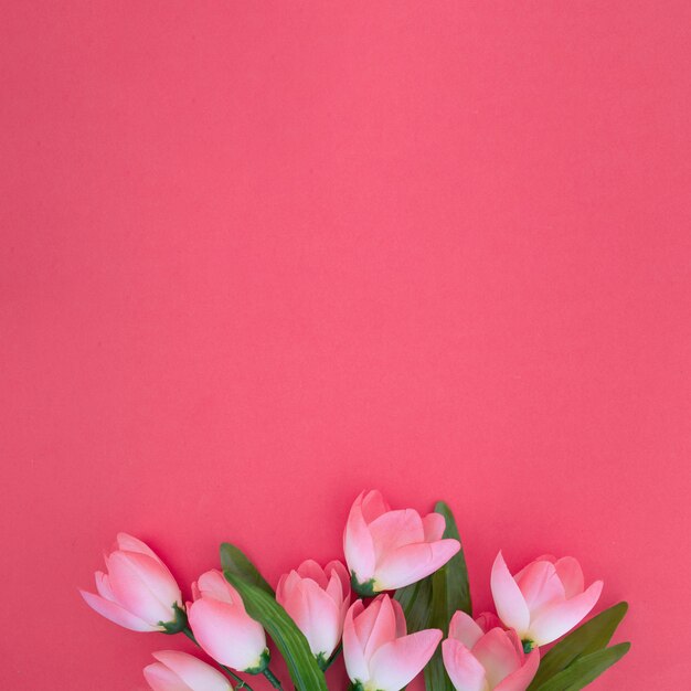 Hermosos tulipanes sobre fondo rosa
