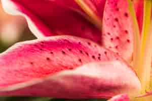 Foto gratuita hermosos vinalosos pétalos de flores frescas