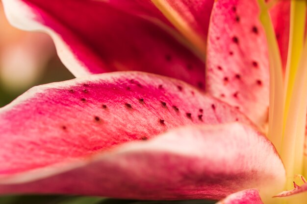 Hermosos vinalosos pétalos de flores frescas