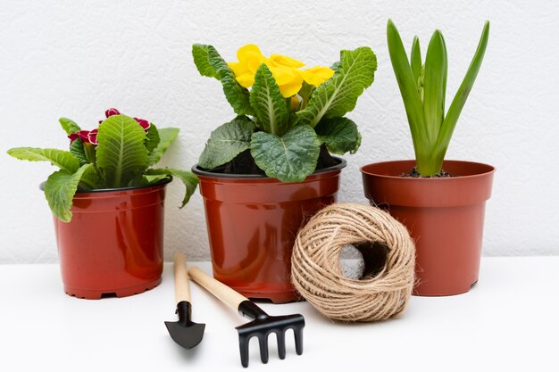 Herramientas de jardinería al lado de la planta