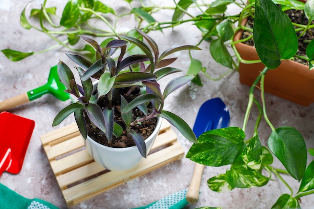 Herramientas de jardinería en mesa de luz con planta de casa y guantes