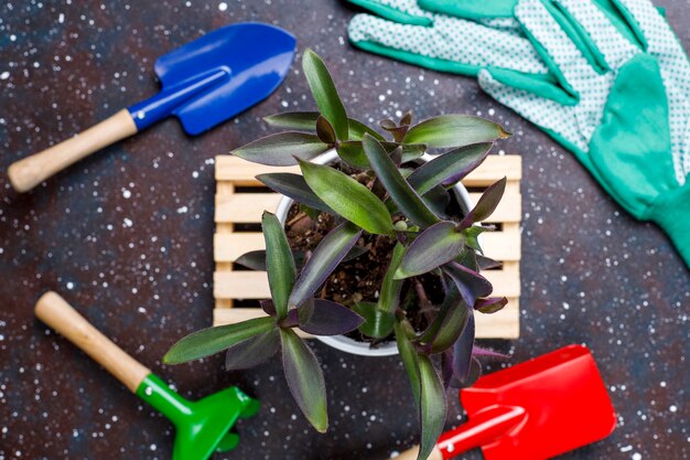 Herramientas de jardinería en mesa oscura con planta de casa y guantes