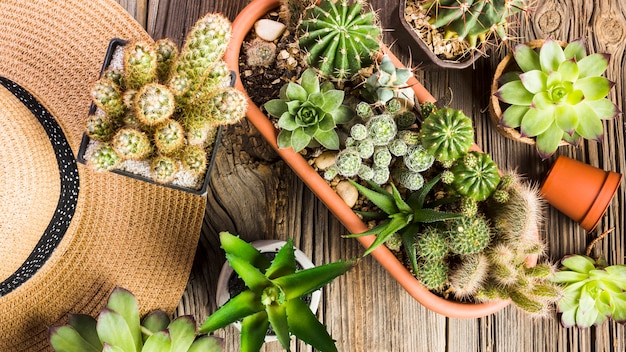 Herramientas de jardinería sobre suelo de madera vista desde arriba