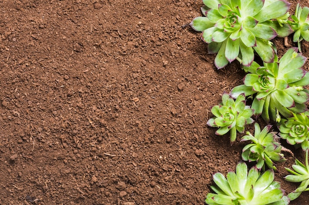 Herramientas de jardinería sobre la tierra visto desde arriba