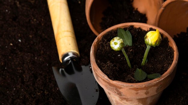 Herramientas junto a macetas de flores