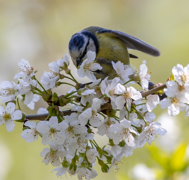 Foto gratuita herrerillo común posado en la rama de un árbol en flor