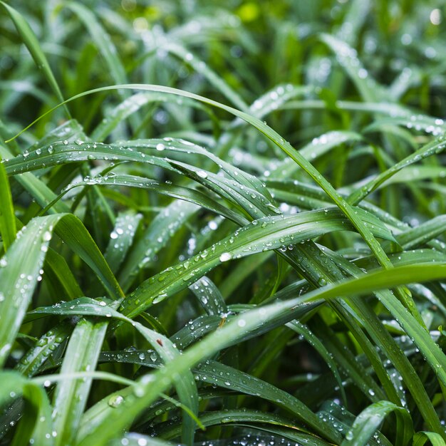 Hierba delicada con gotas de agua