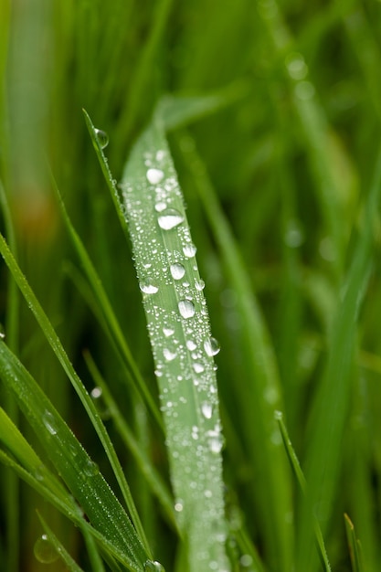 Hierba con gotas de rocío