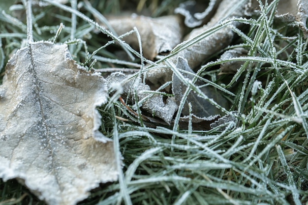 La hierba y las hojas se congelaron con la escarcha de la mañana a la luz del sol naciente en la fría mañana.