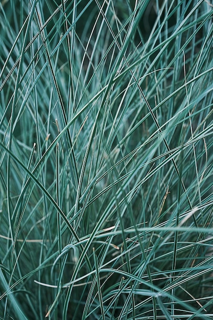 Hierba de jardín turquesa fondo borroso vertical enfoque selectivo follaje de hierba con hojas verdes telón de fondo natural o pantalla de bienvenida para banner de naturaleza