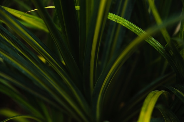 Foto gratuita hierba de juncia verde