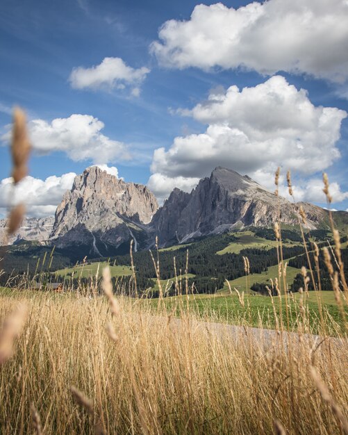 Hierba y la montaña Plattkofel en Compatsch Italia
