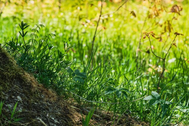 Hierba en las raíces de un árbol viejo en el fondo de un prado en los rayos de un manantial de puesta de sol amarillo en el bosque del norte verde fondo natural banner o postal Primer enfoque selectivo