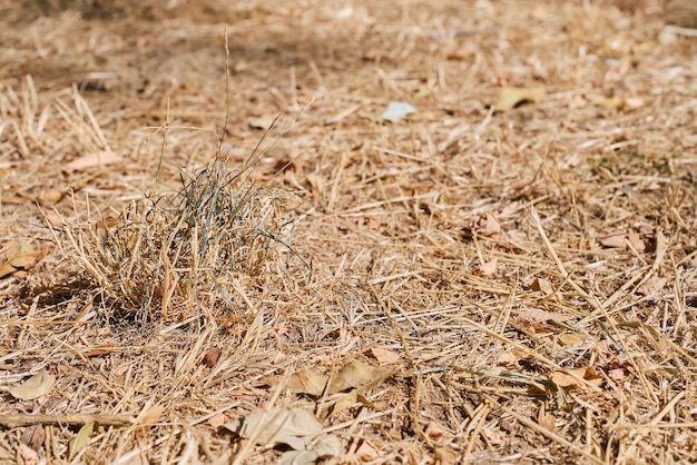Hierba seca y hojas de pasto seco sequía en la tierra veranos calurosos en Europa y América sin cosecha y problemas ambientales debido al cambio climático closeup