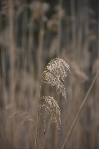 Hierba de trigo que sopla en el viento