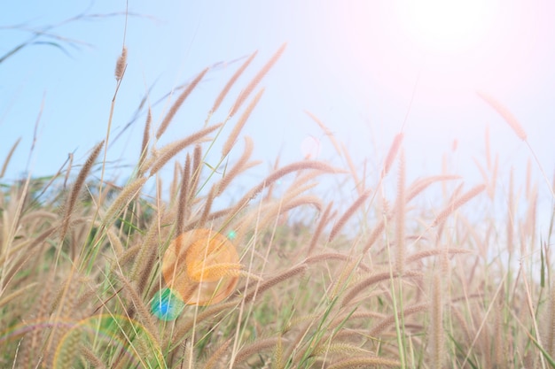 Hierba de verano con paisaje, cielo de la luz del sol, fondo natural