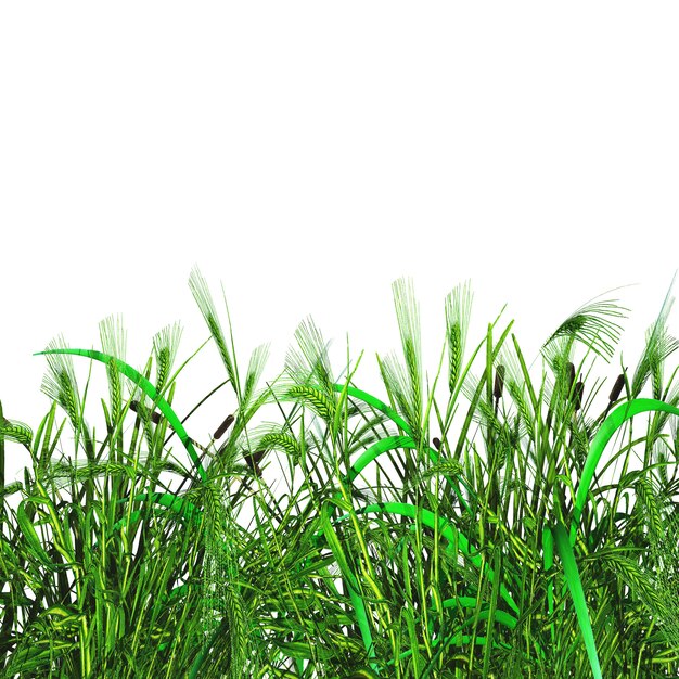 Hierba verde 3D y trigo en un fondo blanco