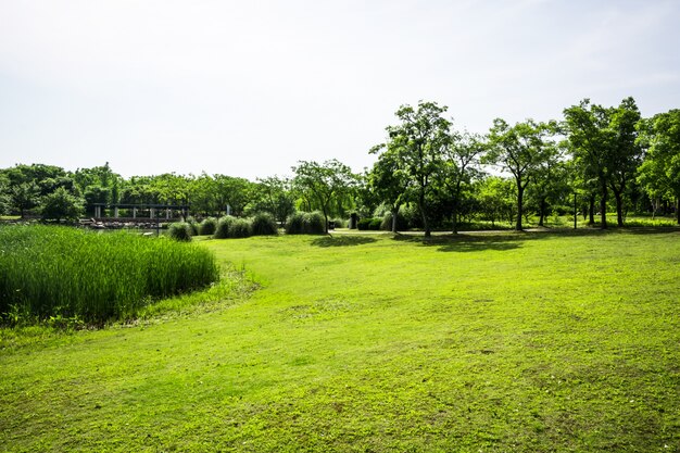 Hierba verde en un campo de golf